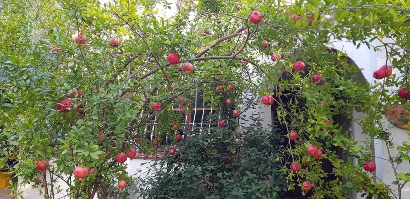 Il Giardino Di Frafa Lejlighed Quartu Sant'Elena Eksteriør billede